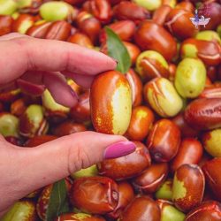 Pourquoi l'huile de jojoba est votre meilleure alliée contre l'acné ?