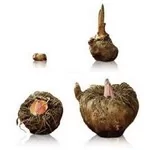 Eponge Konjac - Taille XL