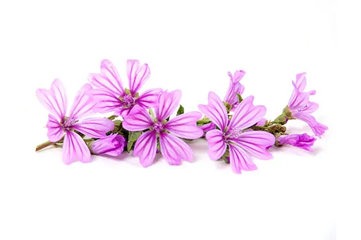 Fleurs de mauve 