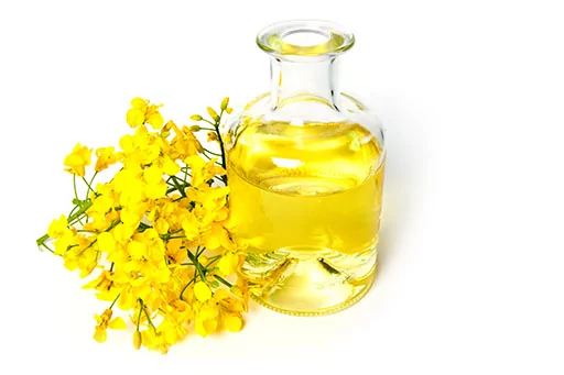 Brassica napus seed oil ou Huile végétale de colza bio